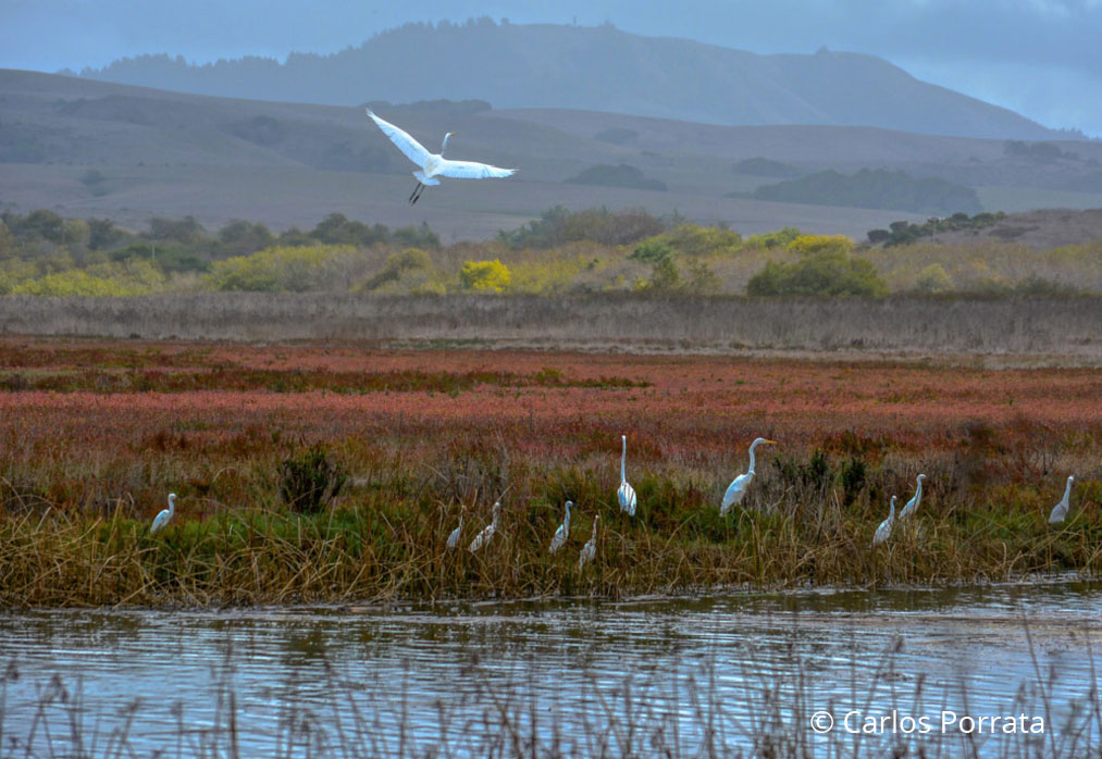 Egrets flying